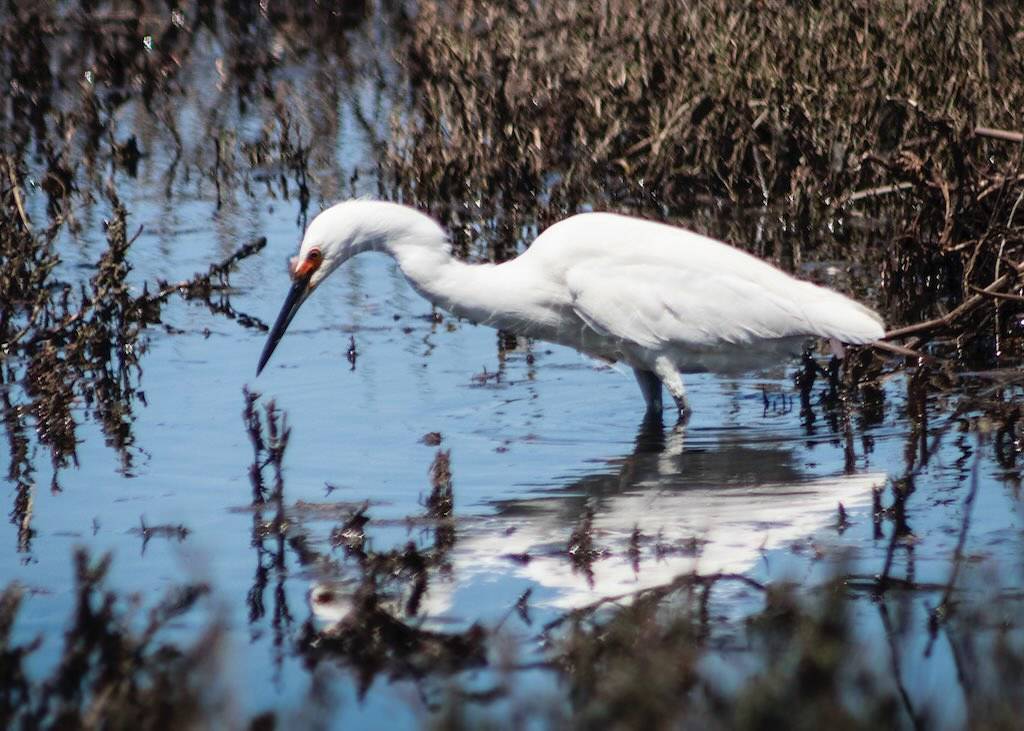Snowy Egret Feeding by CDay DaytimeStudios w /1.5 Million views is licensed under CC BY-ND 2.0.